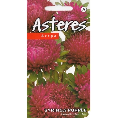 Asteres Syringa Purple, Kurzemes sēklas, 4 g