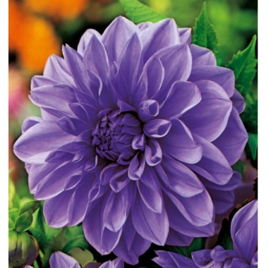 Dālija dekoratīva violeta, 1 gab.