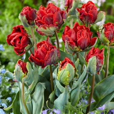 Tulpes Rococo, 5 gab.