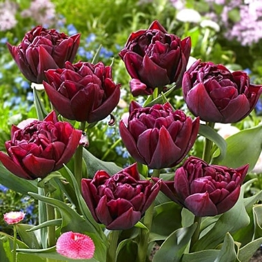 Tulpes Alison bradley, 5 gab.