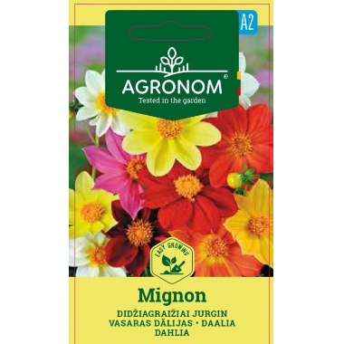Vasaras dālijas Mignon, Seklos LT, 0,5 g