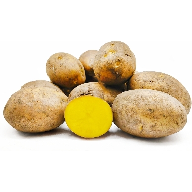 Kartupeļi sēklas Gala, 25 kg
