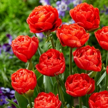 Tulpes Miranda, 5 gab.