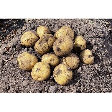 Kartupeļi sēklas Karelia, 5 kg