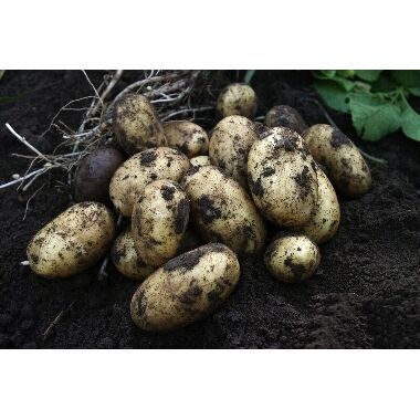 Kartupeļi sēklas Queen Anne, 5 kg