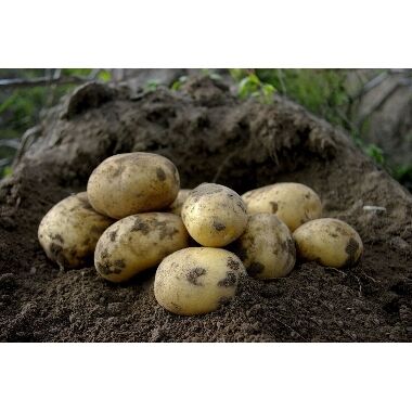 Kartupeļi sēklas Colomba, 5 kg