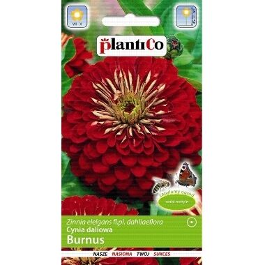 Cinnijas dāliju Burnus, PlantiCo, 1 g