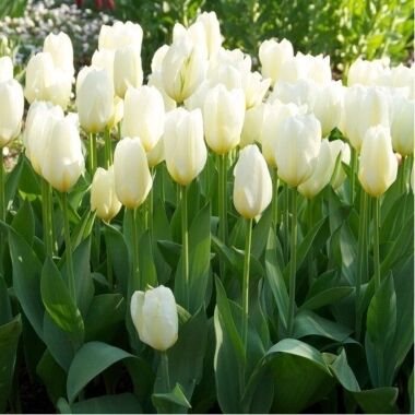 Tulpes White Emperor, 5 gab.